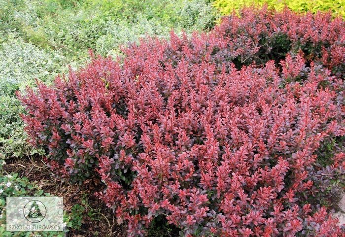 berberis-thunbergii-atropurpurea-nana - ALTE NOUTATI IN GRADINA MEA