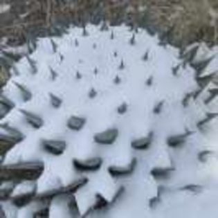 AG003Agave_parryi_Flagstaff_Form_in_snow