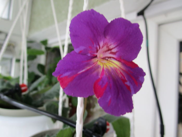 Spin Art(26-02-2016) - Streptocarpusi 2016