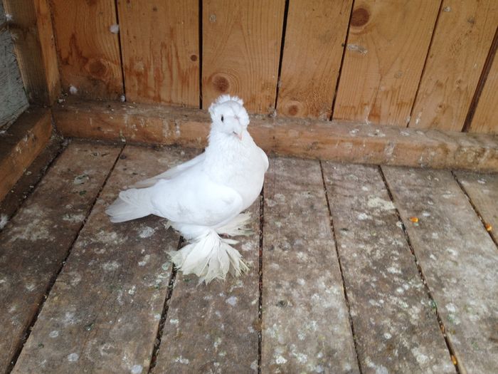 image - JUCATORI DE BOTOSANI ALBI 2016 DE VANZARE