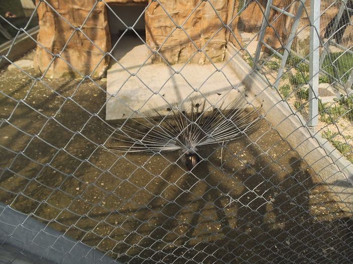 11037458_371124866419134_2212658283955526168_n