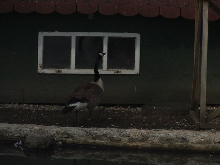 11425227_371124129752541_5851015082474399134_n