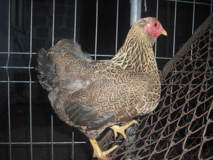 DSCF0029 - wyandotte orange pitic 2016