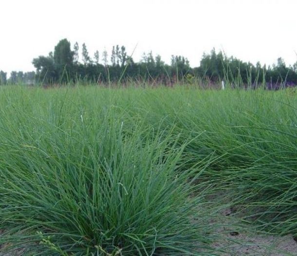 festuca_glauca - ALTE NOUTATI IN GRADINA MEA