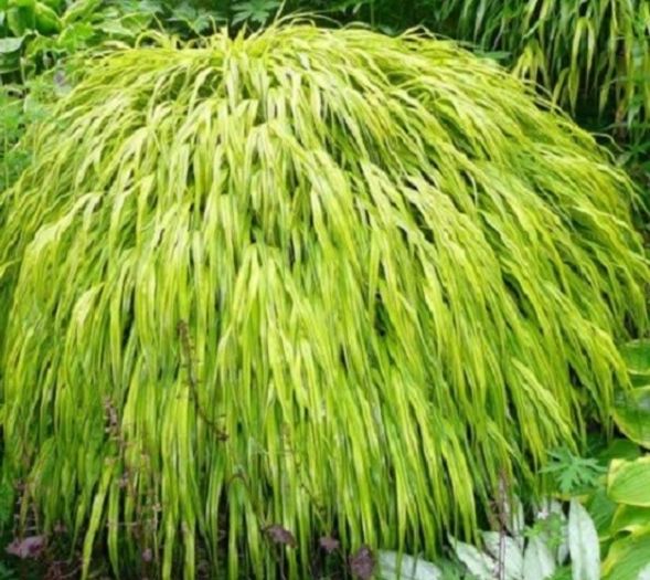 hakonechloa-aureola - ALTE NOUTATI IN GRADINA MEA