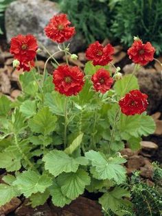 geum_blazing_sunset - ALTE NOUTATI IN GRADINA MEA