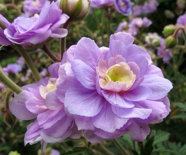 geranium-summer-skies - ALTE NOUTATI IN GRADINA MEA