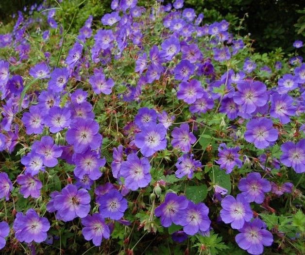 geranium_rozanne - ALTE NOUTATI IN GRADINA MEA