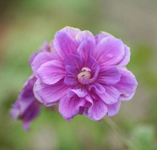 geranium_himalayense_plenum - ALTE NOUTATI IN GRADINA MEA