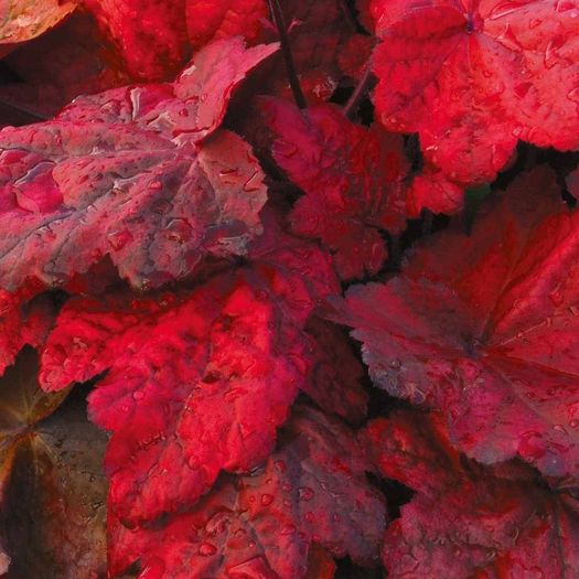 heuchera_autumn_leaves - ALTE NOUTATI IN GRADINA MEA