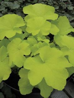 heuchera_citronelle