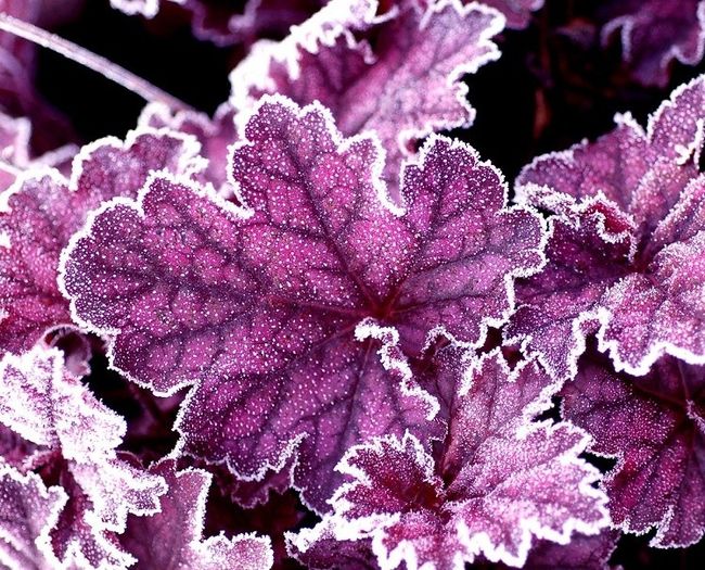 heuchera_midnight_bayou