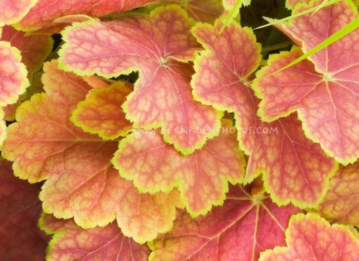 heuchera-tiramisu - ALTE NOUTATI IN GRADINA MEA