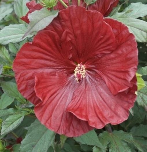 hibiscus_cranberry_crush