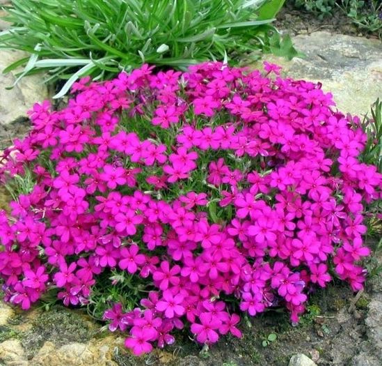 phlox-douglasii_crackerjack - ALTE NOUTATI IN GRADINA MEA