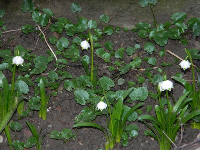 DSCN9326 - 2015-2016 Ghiocei