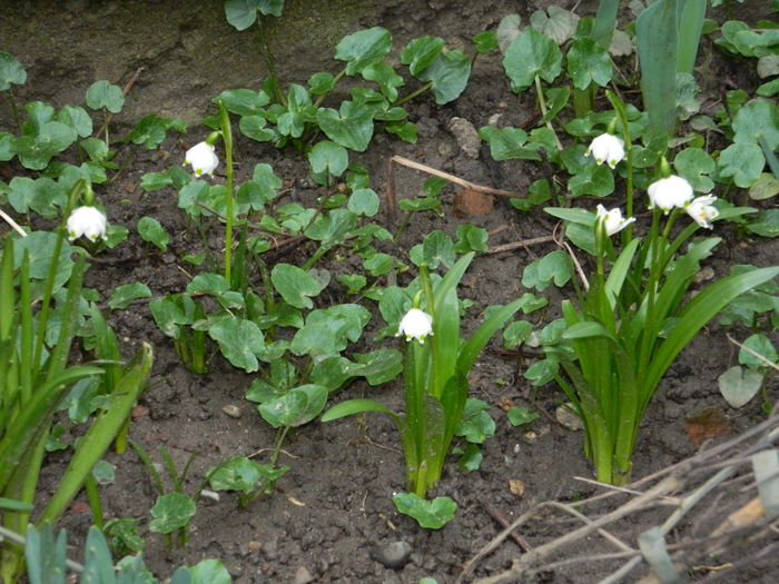 DSCN9327 - 2015-2016 Ghiocei