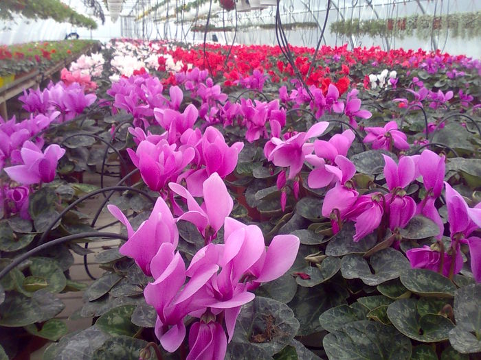 Image000; cyclamen biosolaris
