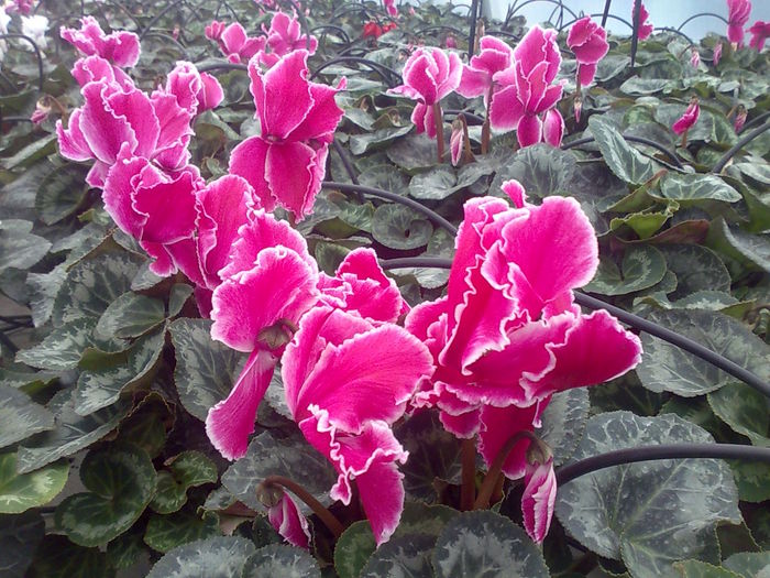 cyclamen Biosolaris - biosolaris