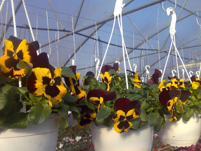 panselute Biosolaris - biosolaris