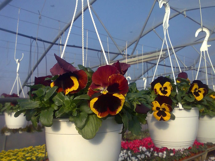 panselute Biosolaris - biosolaris