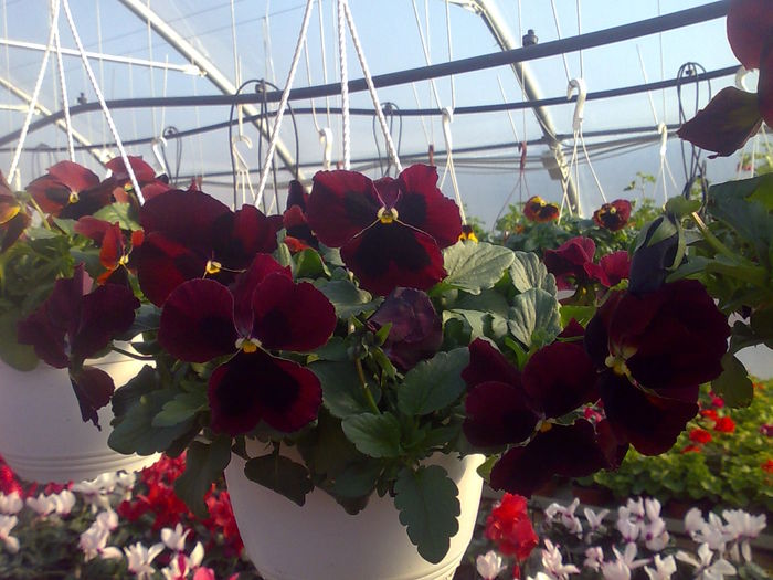 panselute Biosolaris