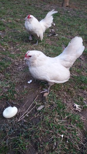 20160222_173848 - barboase de antwerp