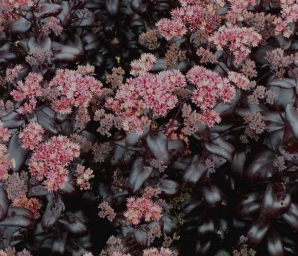 sedum-postmans-pride