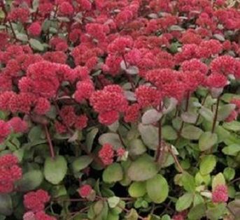 sedum-red-cauli