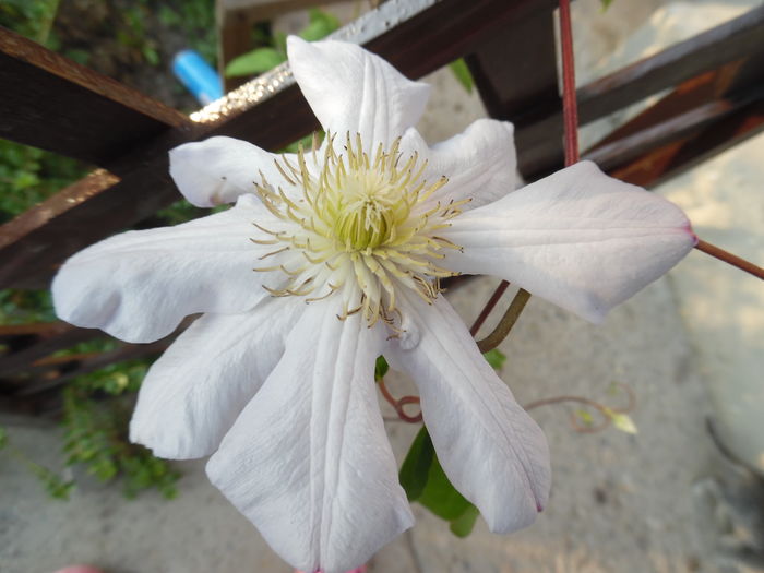 nnocent blush - clematite infloriri