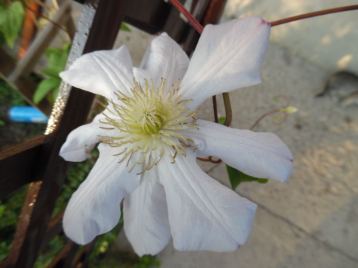 sper sa fie innocent... - clematite infloriri