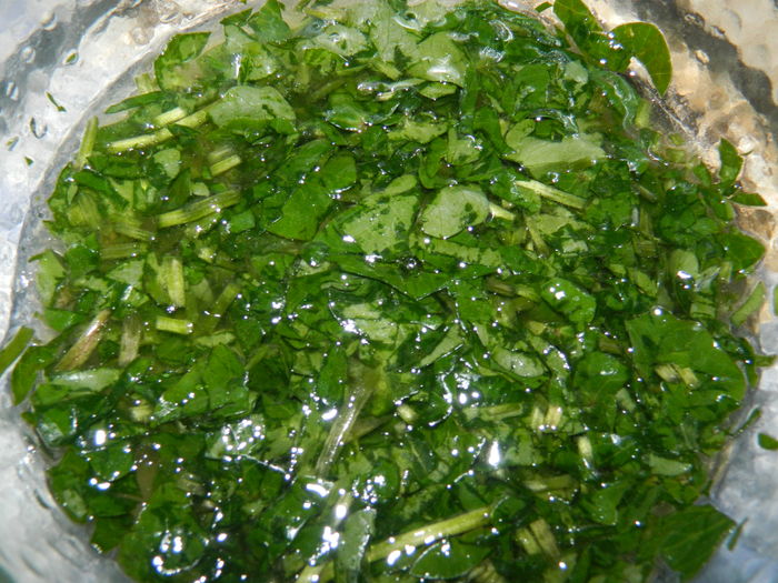 DSCN9426 salata de untisor