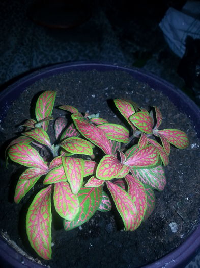 20160226_192808 - Fittonia