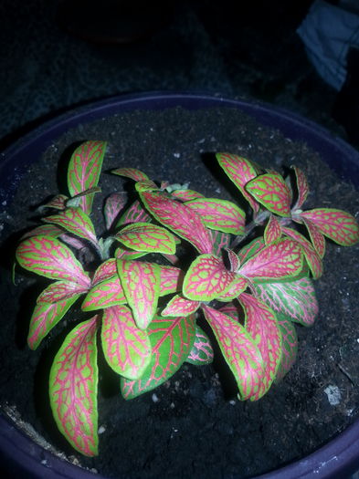 20160226_192804 - Fittonia