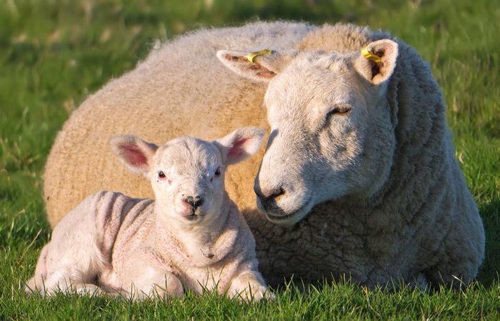 Ciucurel cu lana incretita,,,, - Rase de oi si capre poze deosebite 10