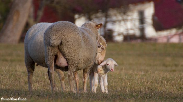 Dolofanele scumpe - Rase de oi si capre poze deosebite 10
