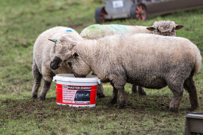 La cereale inainte - Rase de oi si capre poze deosebite 10