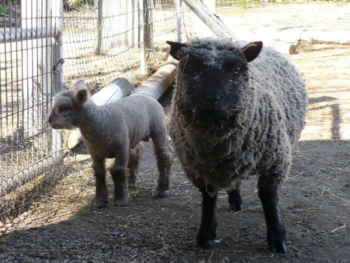 Oaia cu mielul  Babydoll Southdown - Rase de oi si capre poze deosebite 10