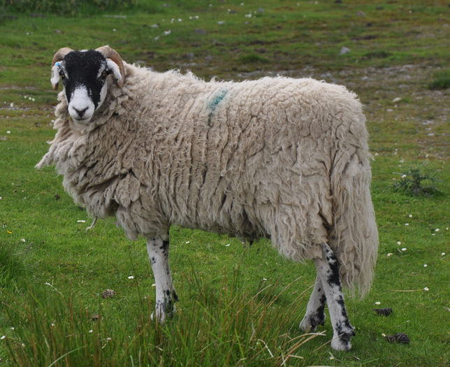 Oaie Rough Fell tanara - Rase de oi si capre poze deosebite 10