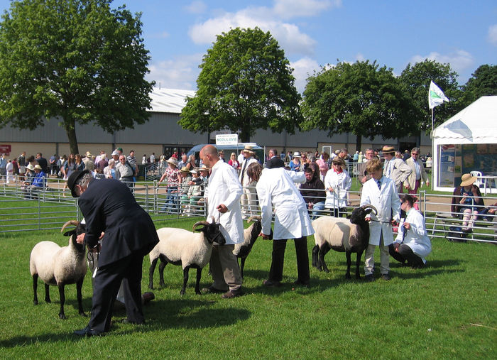 Oi Norfolk Horn la Expozitie-7sa - Rase de oi si capre poze deosebite 10