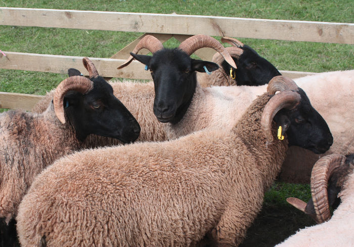 Oi Norfolk Horn-8dg - Rase de oi si capre poze deosebite 10