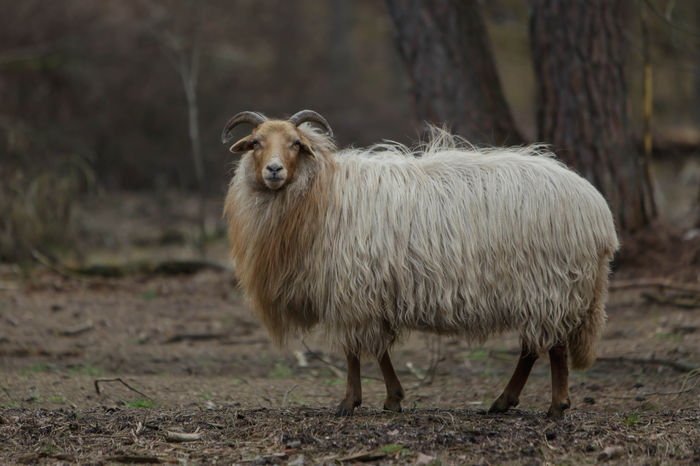 Oita , oita - Rase de oi si capre poze deosebite 10