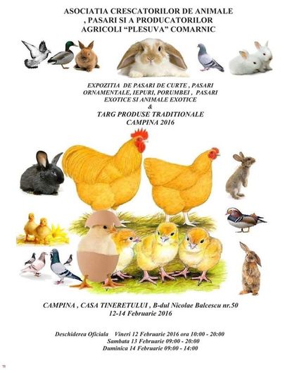 image - 33_TARGURI SI EXPOZITII 2017-2018