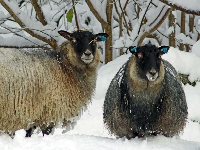 Oitele in zapada-69 - Rase de oi si capre poze deosebite 10