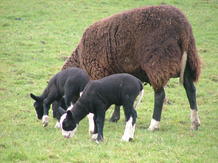 Rasa Balwen-54 - Rase de oi si capre poze deosebite 10