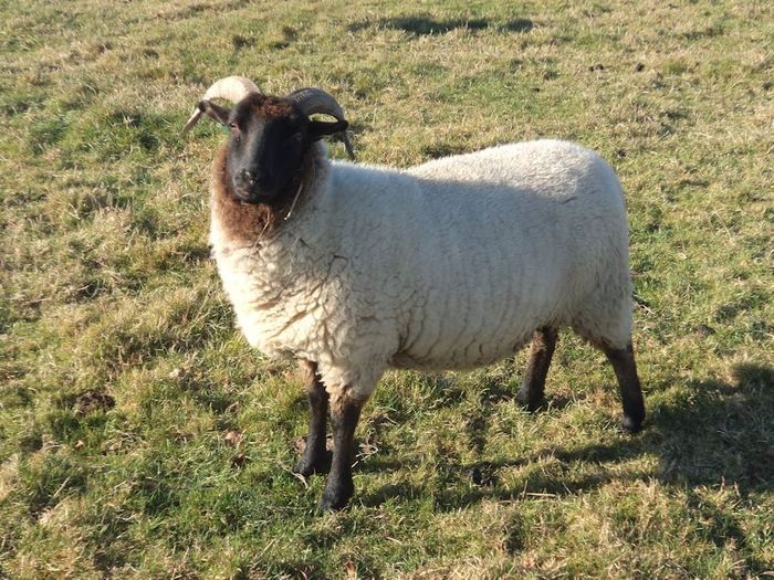 Rasa Norfolk Horn da,,, - Rase de oi si capre poze deosebite 10
