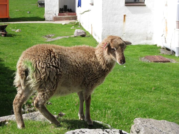 Rasa Soay -9jh - Rase de oi si capre poze deosebite 10