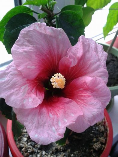  - Hibiscus