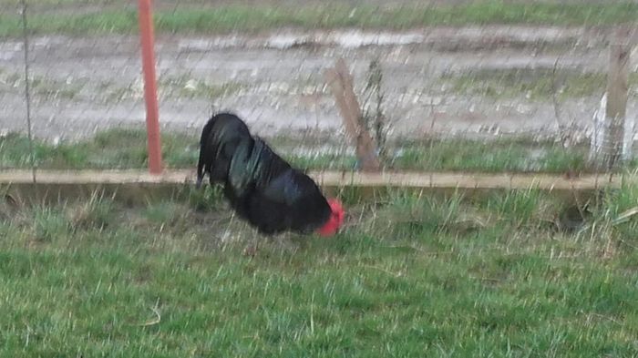 temp2 - Cocosi  AUSTRALORP  de  vanzare