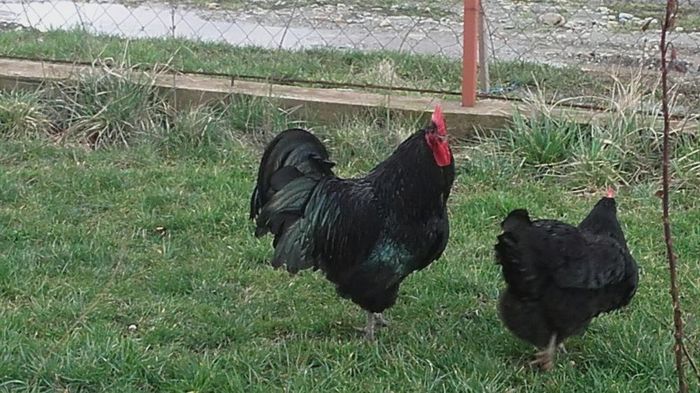 temp5 - Cocosi  AUSTRALORP  de  vanzare